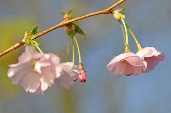 Flores Primavera Árvore — Fotografia de Stock