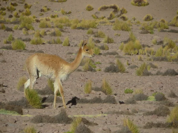 Guanacos Nelle Ande Nel 2014 — Foto Stock