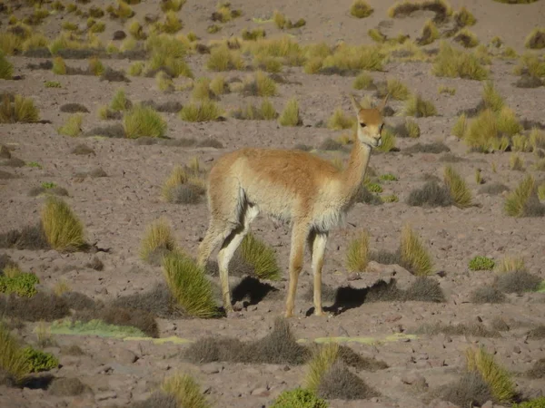 Eine Gruppe Hirsche Der Wüste — Stockfoto
