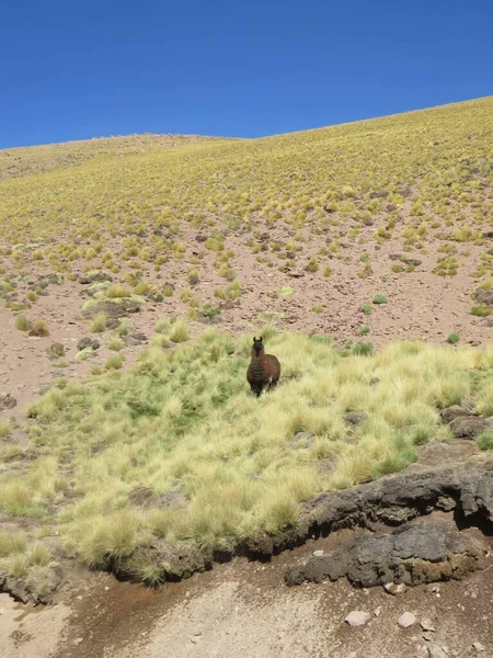 Llama Animal, funny long neck animal