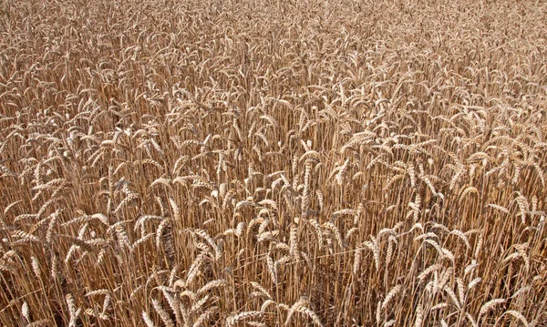 Bakgrund Till Vete Som Odlas Ett Fält — Stockfoto