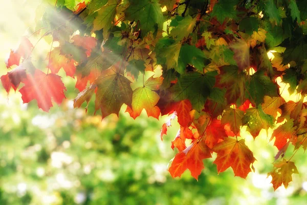 梦幻般的 五彩斑斓的秋天树叶 — 图库照片