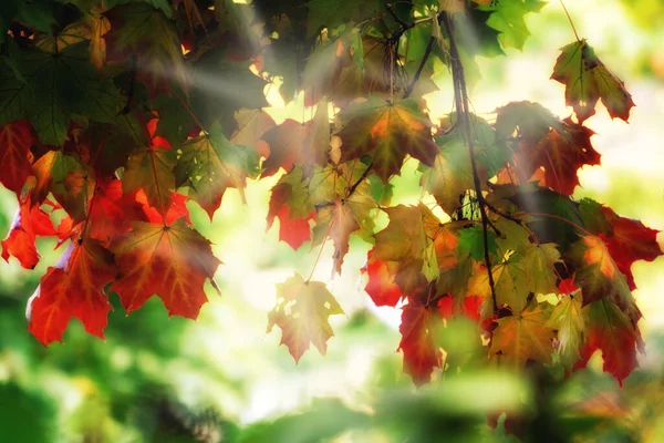 Dromerig Kleurrijk Herfstblad — Stockfoto