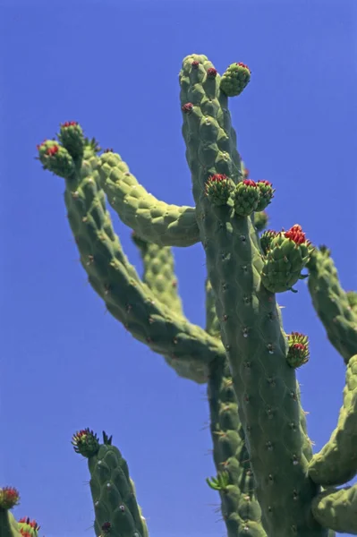 Blühender Kaktus Der Wüste — Stockfoto