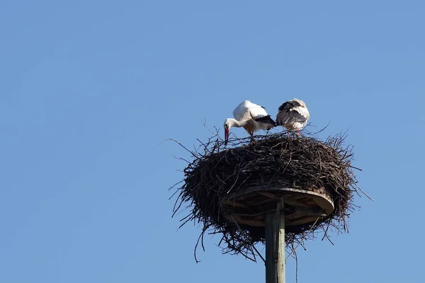 Wit Ooievaar Paar Bij Nest Gebouw — Stockfoto