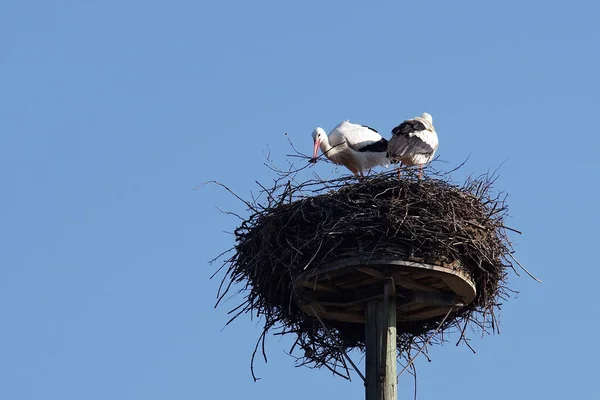 white stork pair building a nest