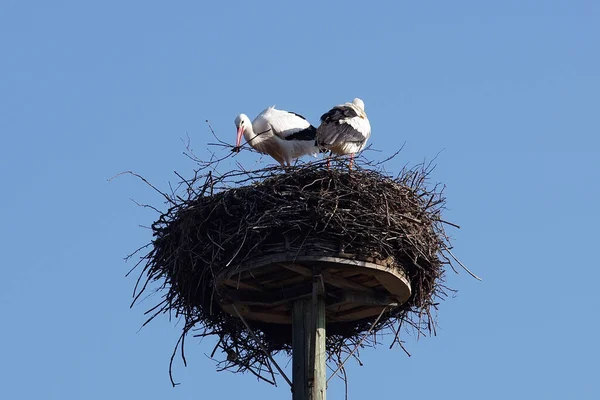 巣を作る白いコウノトリのペア — ストック写真