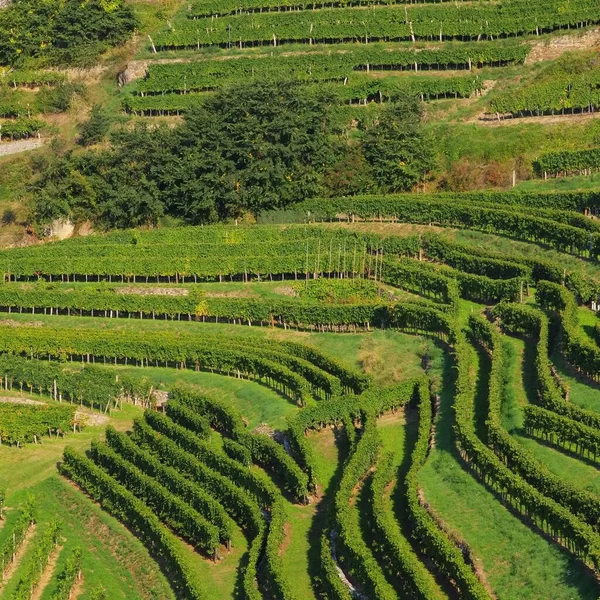 Wachau Weinberg Vinha Wachau — Fotografia de Stock