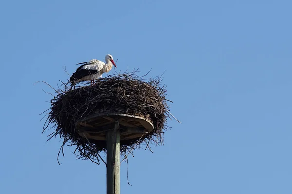 White Stork — стоковое фото