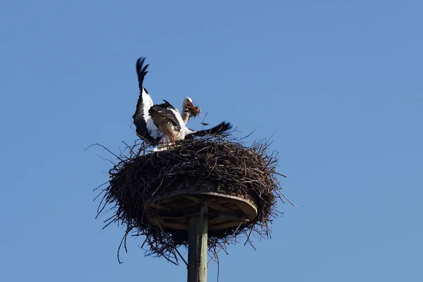 巣の建物の白いコウノトリのカップル — ストック写真