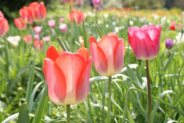 Vista Hermosas Flores Primavera — Foto de Stock