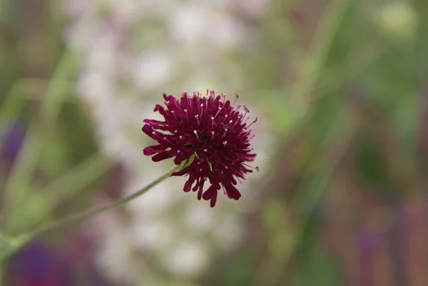 Kwiaty Kwiat Tło — Zdjęcie stockowe