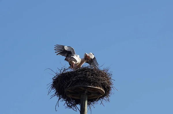 Weißstorchpaar Baut Ein Nest — Stockfoto