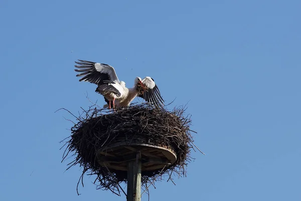 Weißstorchpaar Beim Nestbau — Stockfoto