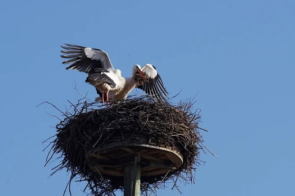 Weißstorchpaar Baut Ein Nest — Stockfoto