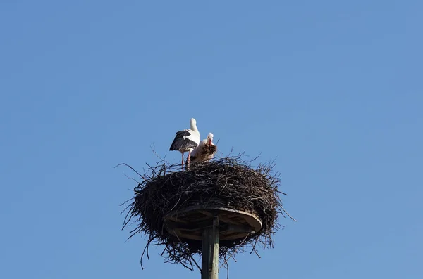 Witte Ooievaar Die Een Nest Bouwt — Stockfoto