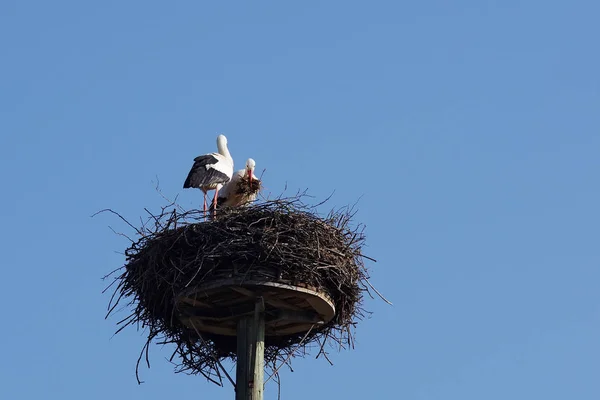 巣の建物の白いコウノトリのカップル — ストック写真