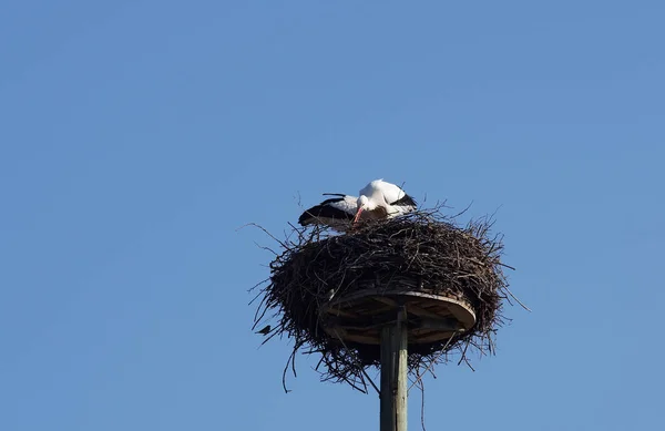 巣の建物の白いコウノトリのカップル — ストック写真