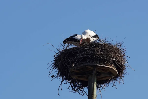 white stork pair building a nest