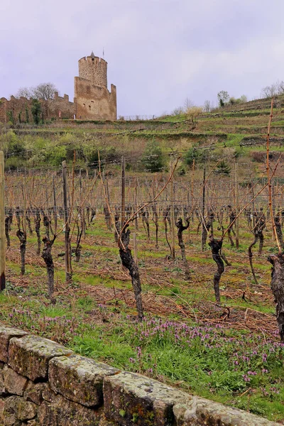 Viticultura Bajo Castillo Kayserberg — Foto de Stock