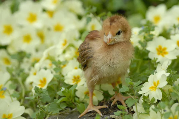 Bunte Blumen Die Freien Wachsen — Stockfoto