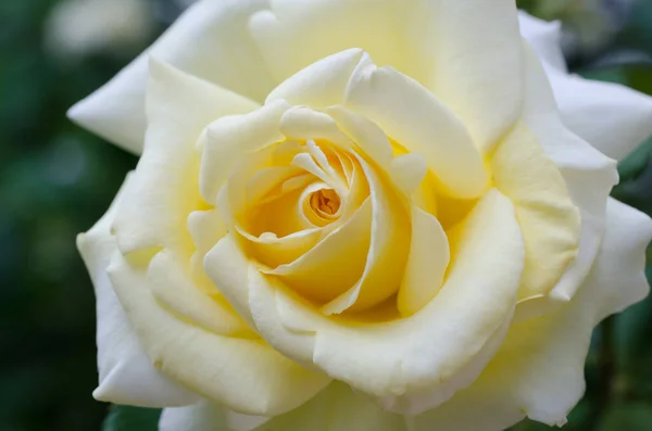 Nahaufnahme Einer Gelben Rose — Stockfoto