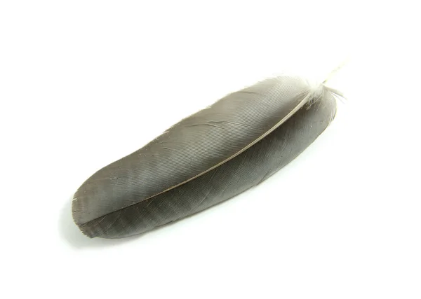 Pluma Negra Aislada Sobre Fondo Blanco — Foto de Stock