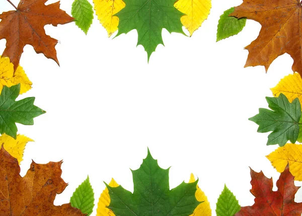 Rámeček Barevnými Podzimními Listy Javoru Bílé Pozadí — Stock fotografie