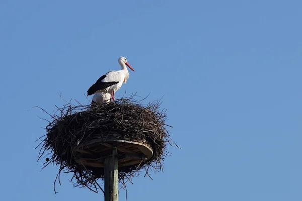 White Stork Pair Horst — стоковое фото