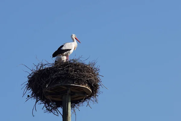 Weißstorchpaar Seinem Horst — Stockfoto