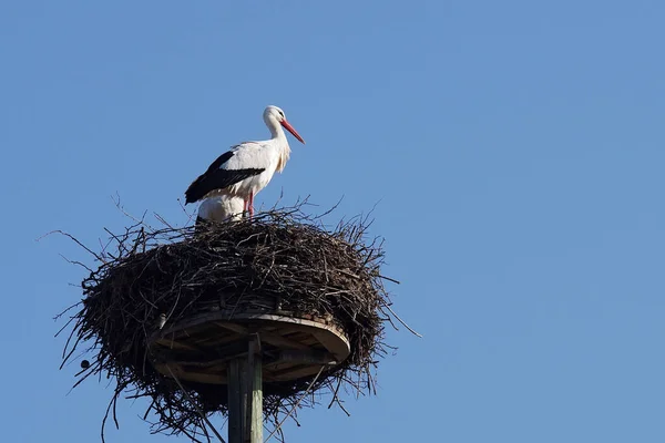 White Stork Couple — Fotografia de Stock