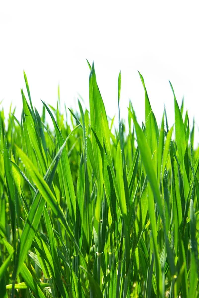 Lindo Gramado Verde Isolado Branco — Fotografia de Stock