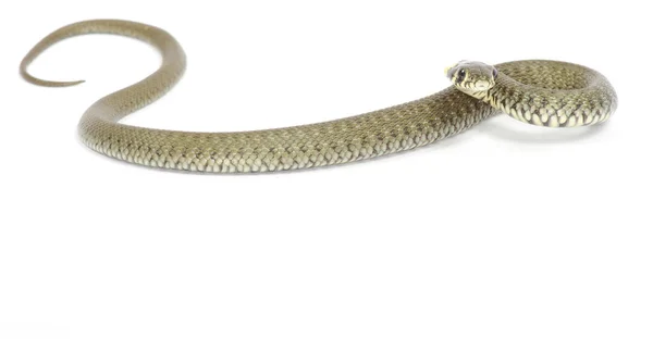 白地に隔離されたヘビ — ストック写真