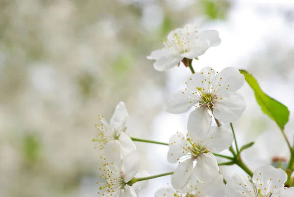 Gros Plan Sur Les Fleurs Cerisier — Photo