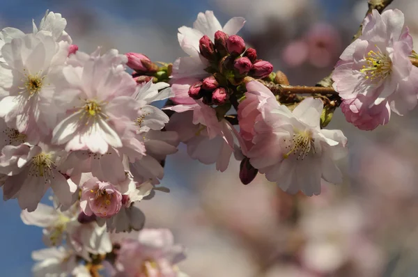 自然樹桜 — ストック写真