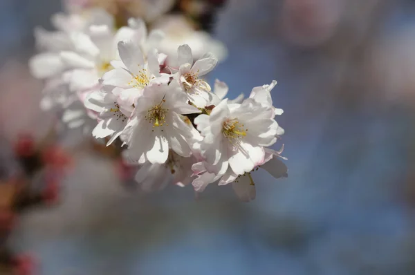 Nature Tree Cherry Tree — Stock Photo, Image