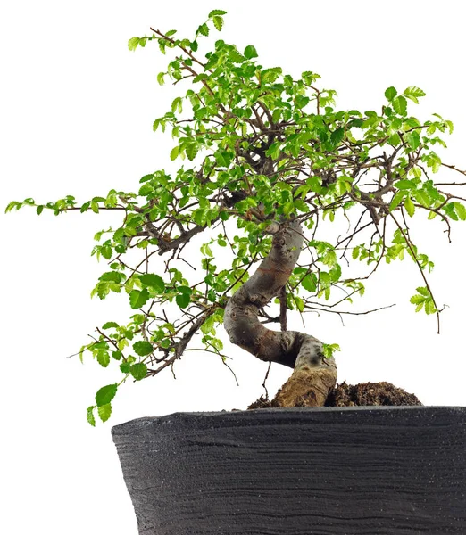 Bonsai Árvore Planta Crescimento — Fotografia de Stock