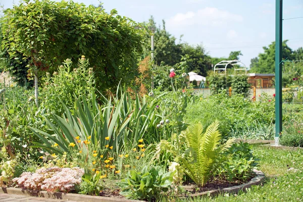 Jardin Avec Fleurs Prairie — Photo