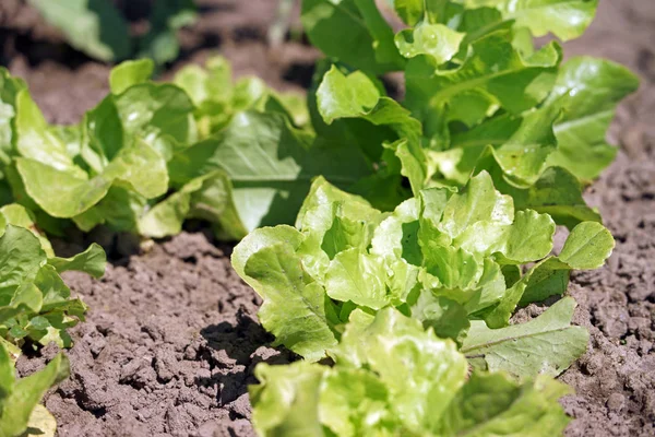 Salatpflanze Garten — Stockfoto