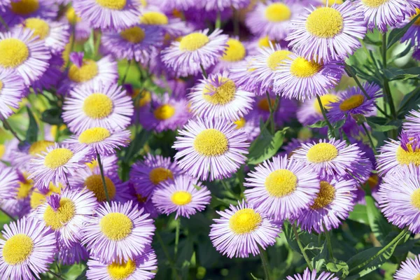 Vackra Blommor Trädgård — Stockfoto