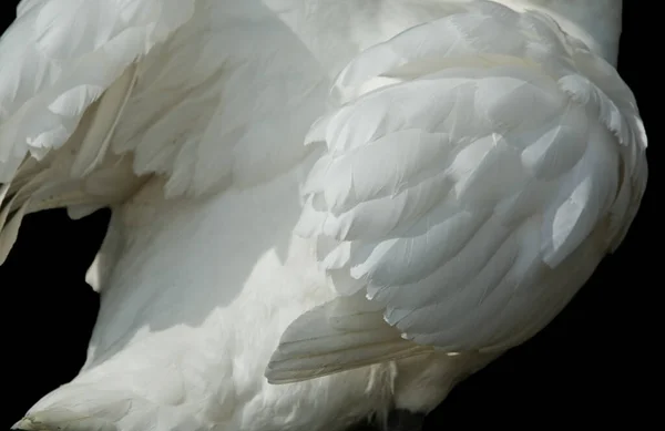 Witte Zwanenvleugels Details Geïsoleerd Zwarte Achtergrond — Stockfoto