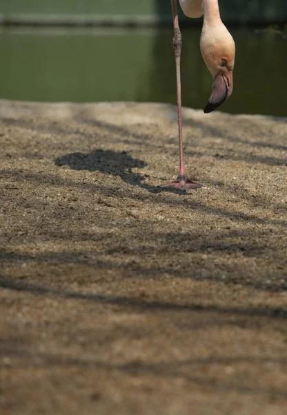 Flamants Roses Dans Parc Debout Sur Une Jambe Espagne — Photo