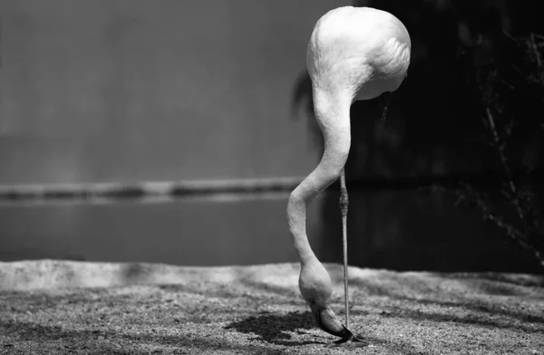 Фламинго Парке Стоящем Над Одной Ногой Испания Черно Белый Кадр — стоковое фото