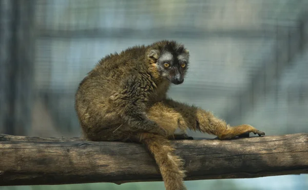 Collared Brown Lemurresting Branch Cordoba Zoo Ισπανία — Φωτογραφία Αρχείου