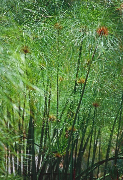 Nahaufnahme Einer Papyruspflanze — Stockfoto
