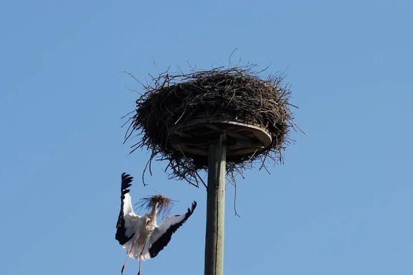 Weißstorch Baut Ein Nest — Stockfoto