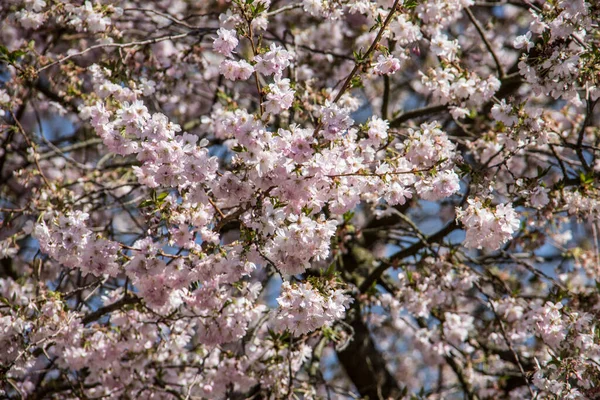 Árvore Cereja Flor — Fotografia de Stock