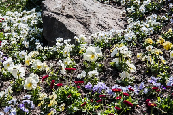 colorful flower bed with large stone