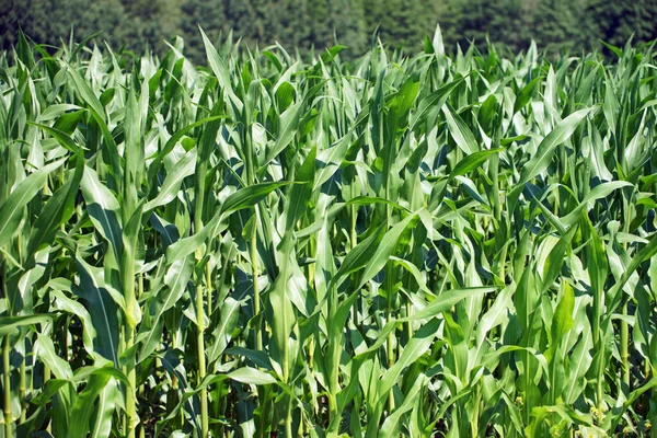 Maispflanzen Und Maisfeld — Stockfoto