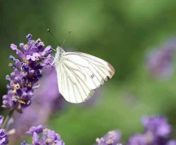 Papillon Sur Une Fleur Lavande — Photo